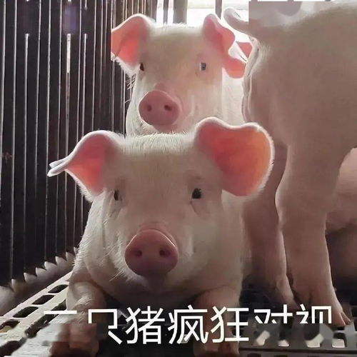 梦见狗变猪，寓意转变与自我认知的梦境解析