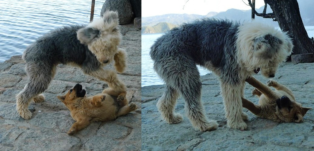 梦见俩只狗在打架，解析梦境背后的深层含义