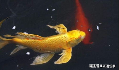 梦见2条很大很大的鱼满身通红有几十斤，探寻梦境背后的深层含义