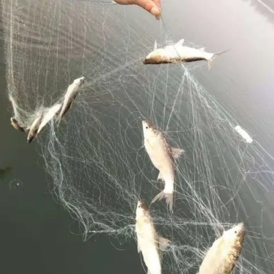 梦见别人用网捕了好多鱼，解读梦境中的丰收与机遇