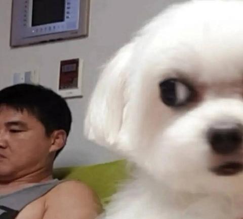 做梦梦到很多狐狸要咬我儿子我还打死一只，梦境背后的深层含义与解读