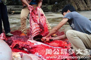 梦见自己流产流血块像猪血一，解读梦境中的深层含义与心理暗示
