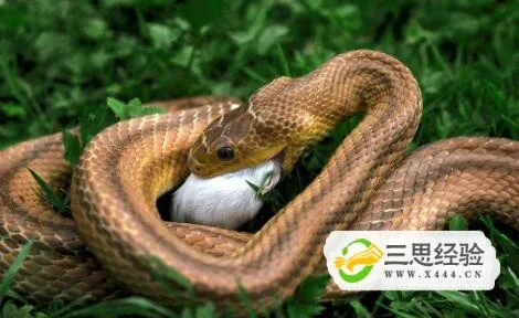 周公解梦，梦见蛇在自己肩上，寓意何在？