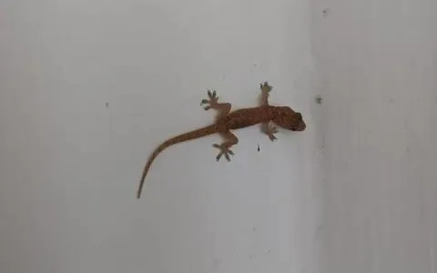 梦见壁虎在床上爬，梦境背后的深层含义与解析