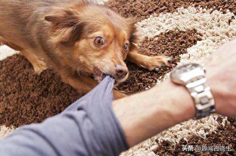做梦被狗咬，梦境背后的深层含义与心理解析