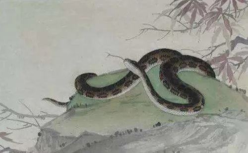 梦境解析，为何会梦到成千上万的蛇出坑追着人跑？