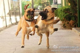 梦境交织，从狗追蛇赶到心理解析的深度探索