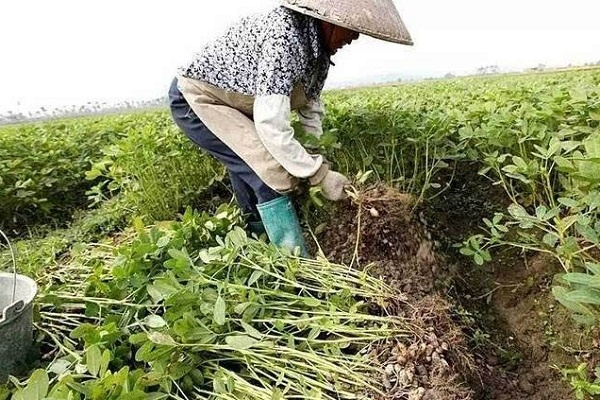 梦境奇遇，花生地里绽放的玉米奇缘