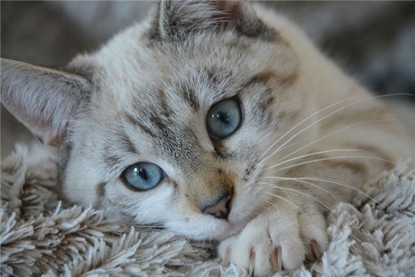 梦见猫舔自己身上起泡，探索梦境中的神秘寓意