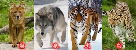 狼群与豹影，梦境中的和谐共融与自我认同的喜悦