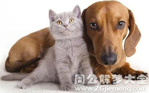 晚上做梦梦到好多小猫小狗，探索梦境背后的情感与寓意