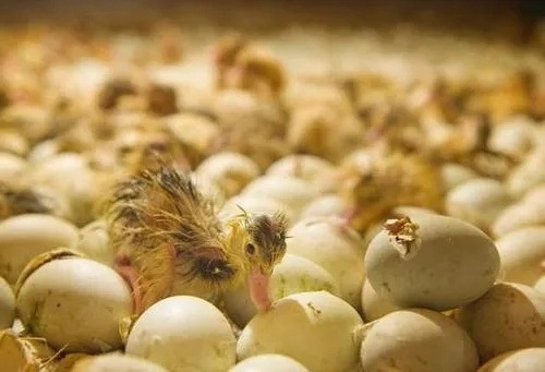 梦境解析,鸡与鸭的蛋——孕育与创造的象征 梦境解析,鸡与鸭的蛋——孕育与创造的象征