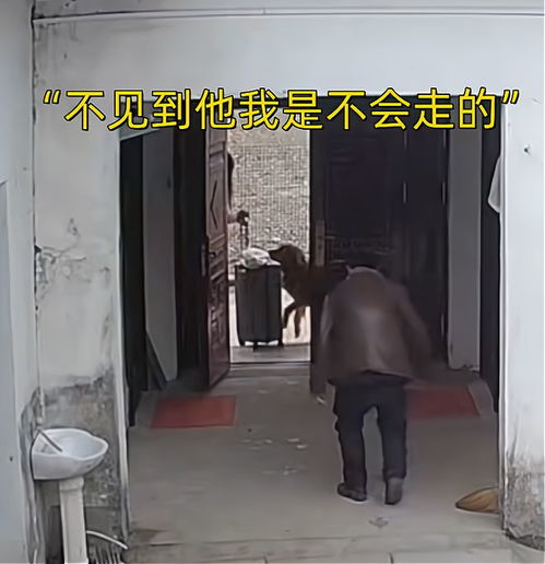昨晚上我裸睡时梦见老家有条大蟒蛇，几个房间来回地走，后来追我我就...