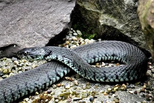 梦境解析，为何梦到被青蓝色蛇咬后背，却因穿外套未得逞？