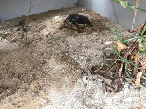 梦境探秘，鳖与鳖蛋的奥秘——解读你的潜意识信息