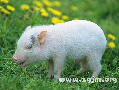 梦境解析，梦见黑色的小猪死了好长时间，意味着什么？