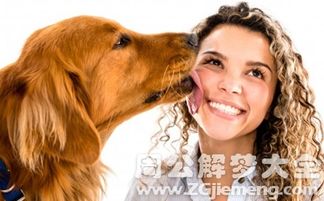 梦境解析，被狗咬的深层含义——治愈与爱的象征