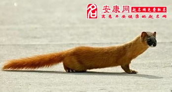 解梦，梦见和黄鼠狼睡在一起意味着什么？