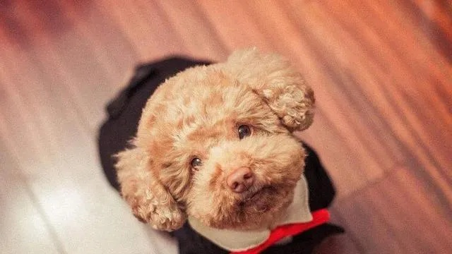 梦境解析，梦见泰迪狗吃水果糖的奇妙寓意