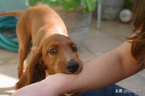 孕妇梦见小狗咬人，梦境背后的深层含义与解读