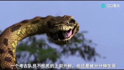 梦境解析，花蟒蛇缠绕的深层含义