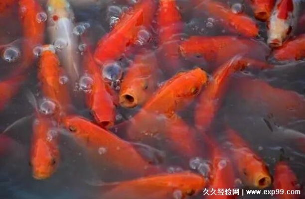 梦见水里鱼群游弋，独擒大鱼寓意何在？——探索梦境中的财富与机遇预兆