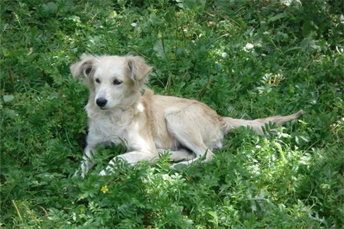 梦境解析，梦见黄狗咬自己，揭示内心的不安与冲突