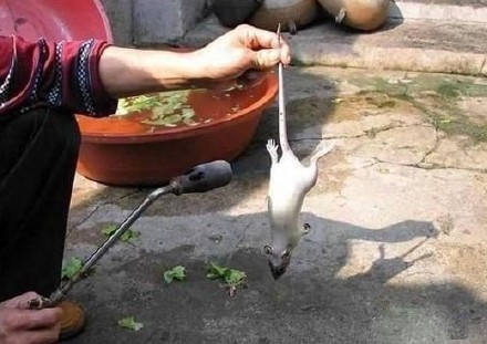 帮忙解梦哦，梦到好多死老鼠的深层含义与心理解析