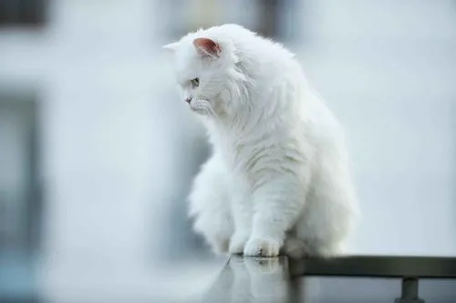 梦境中的温柔启示，梦见家里有只白色残疾猫的深层含义