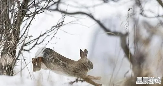 梦见自己捉了只野兔，探索梦境中的自由与野性