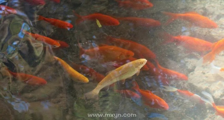 梦境解析，我梦到抓了好多嘠鱼、草鱼、小鲫鱼、鲤鱼等