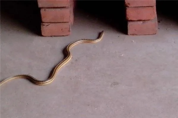 梦境解析，为何会梦到几条白色小蛇在公司仓库门口？