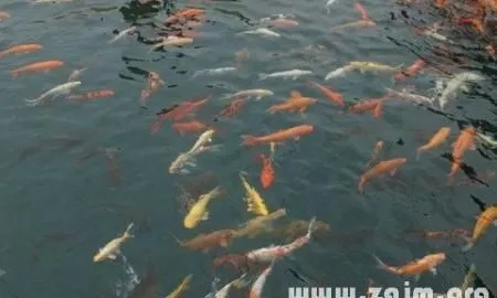 梦见亲人被鱼吃了，潜意识的警示与内心情感的映射