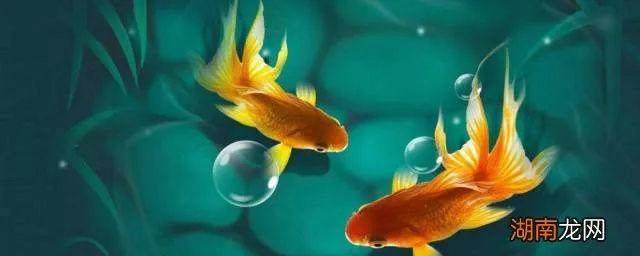 梦境的馈赠，解析梦见自己用手抓到鱼并送给别人的深层含义