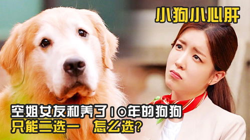 梦境交织现实，前女友与三条狗的意外来访，现女友的换胎囧境