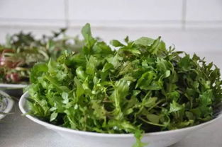 梦见摘了很多野菜的预兆，探索自然馈赠的深层含义与心灵启示
