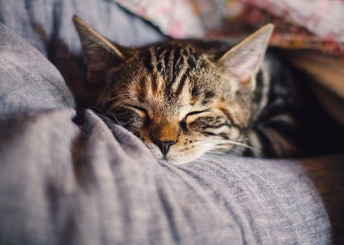 梦境解析，白色猫咪的咬噬与释放——探索潜意识中的情感纠葛