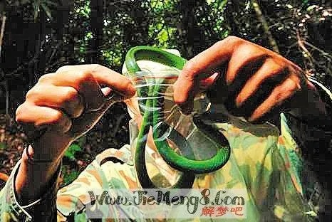 梦境解析，被蛇追逐的深层含义与心理暗示