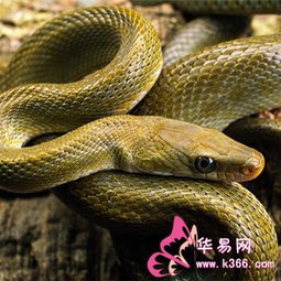 前天晚上做梦梦到好像把一条蛇踩死了，这梦究竟意味着什么？