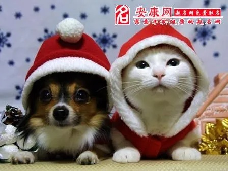 梦见自己生狗猫，梦境背后的深层含义与解析