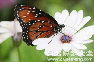 周公解梦，梦见拍打蝴蝶并抓到的深层含义与预兆