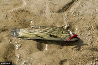 做梦梦见鱼变成蛇身,梦境背后的深层含义与解析 做梦梦见鱼变成蛇身,梦境背后的深层含义与解析