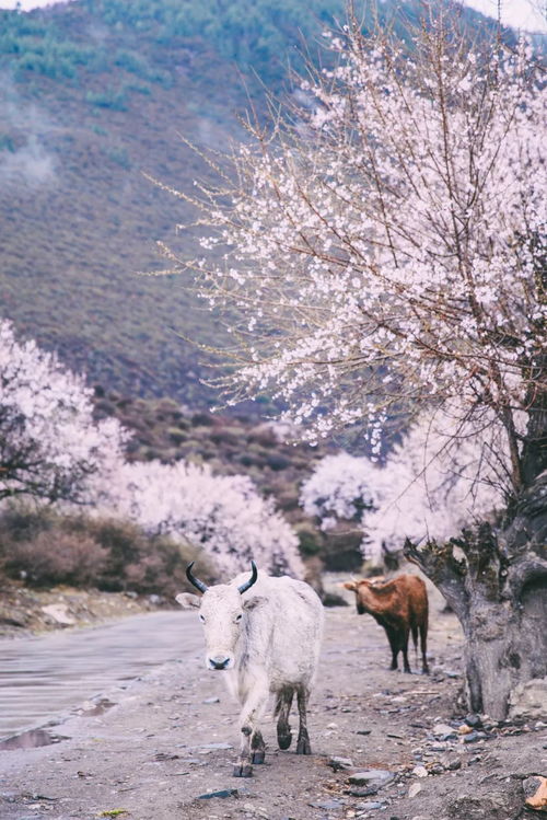梦境中的奇景，积雪与桃花共存的奥秘