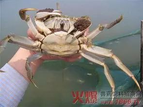梦见很多的软壳螃蟹，探索梦境中的隐秘象征与启示