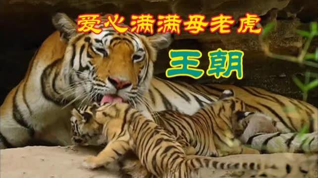 梦境解析，从老虎追赶中拯救好友的象征意义