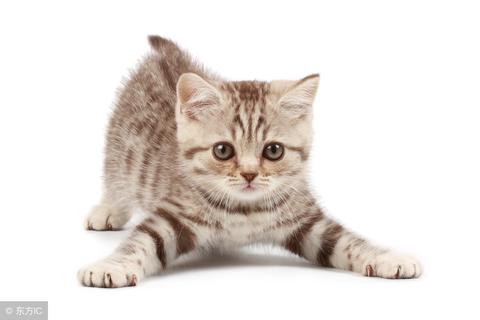 请帮我解梦，我梦到猫