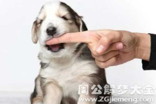 梦见狗咬住我左胳膊不放我用砖头把狗的头打掉了，预示挑战与自我保护的深层解析