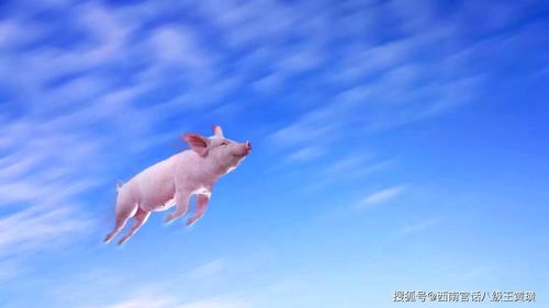 生意人梦境解析，已故亲人喂白猪，寓意财富与传承的繁荣