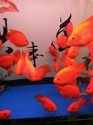 梦境的色彩，解析梦到买了一条红色鱼的含义