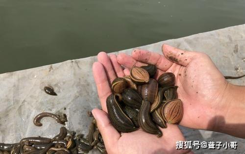 梦见蚂蟥上人行梯，烫水烫它的梦境解析